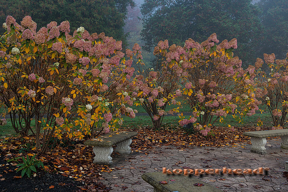 51941 11 2022 Kopperhead