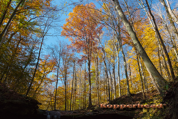 13062 10 2020 Kopperhead