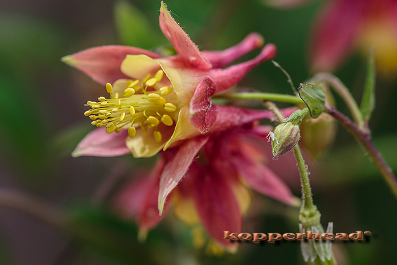 32772 05 2015 Kopperhead