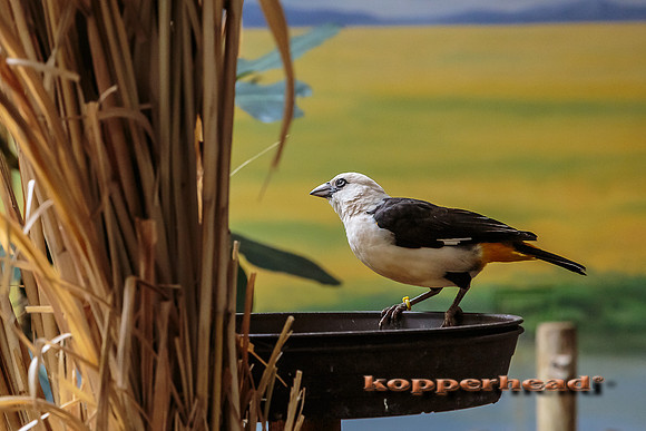34573 06 2015 Kopperhead
