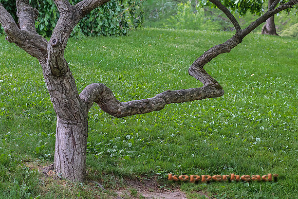 32808 05 2015 Kopperhead