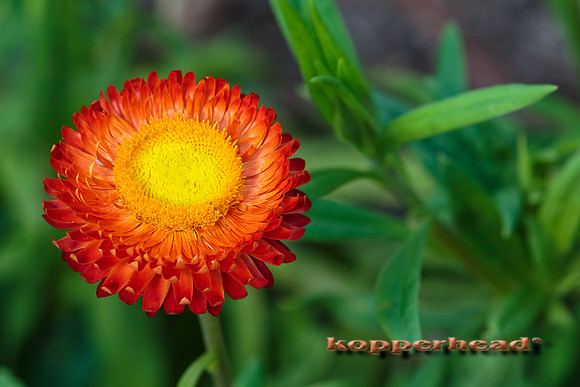 42203 10 2015 Kopperhead