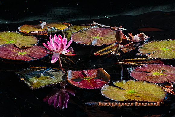 42272 10 2015 Kopperhead