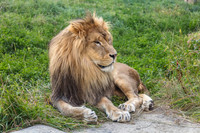 Akron Zoo Aug - Oct 2020