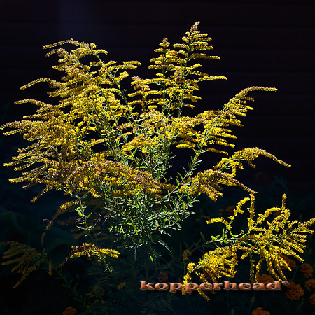 62977 09 2016 Kopperhead
