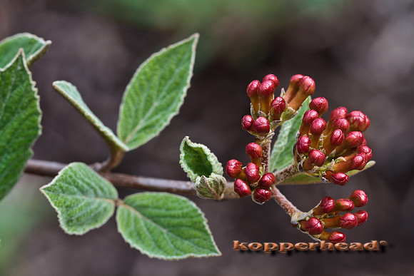 19984 04 2011 Kopperhead