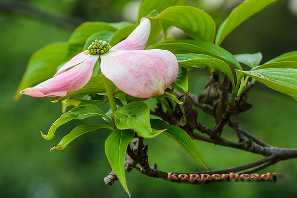 02598 05 2013 Kopperhead