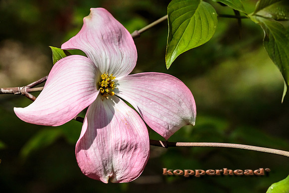 02170 05 2013 Kopperhead