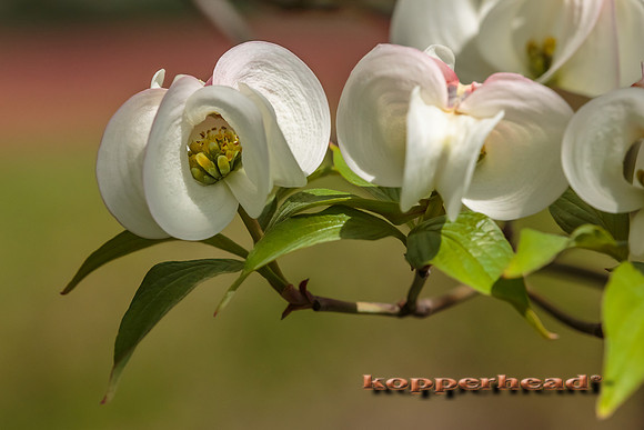02222 05 2013 Kopperhead