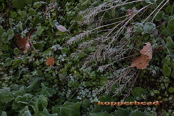 13550 10 2020 Kopperhead