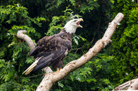 Akron Zoo June 2018