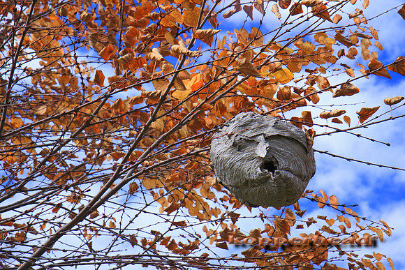 09446x 10 2009 Kopperhead