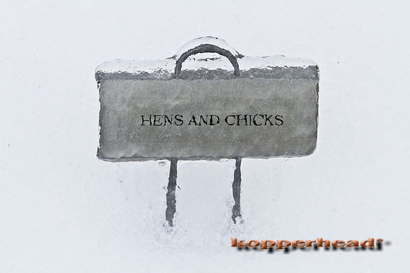 17769 02 2011 Kopperhead