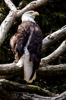 Akron Zoo March 2019