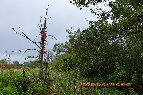10870 09 2020 Kopperhead