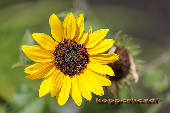 41937 06 2022 Kopperhead