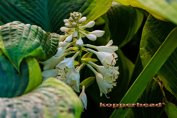 43270 06 2022 Kopperhead