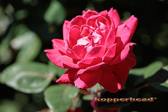 43265 06 2022 Kopperhead