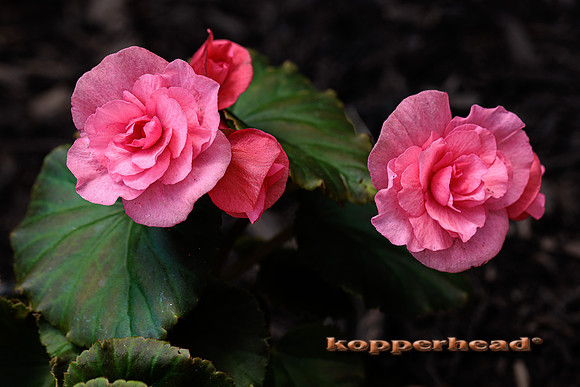 41945 06 2022 Kopperhead