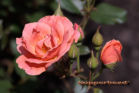 41954 06 2022 Kopperhead