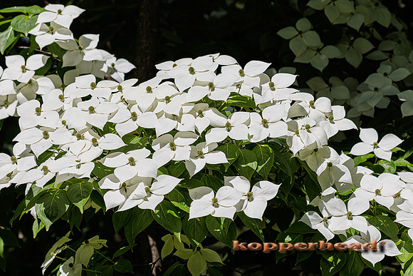 41986 06 2022 Kopperhead