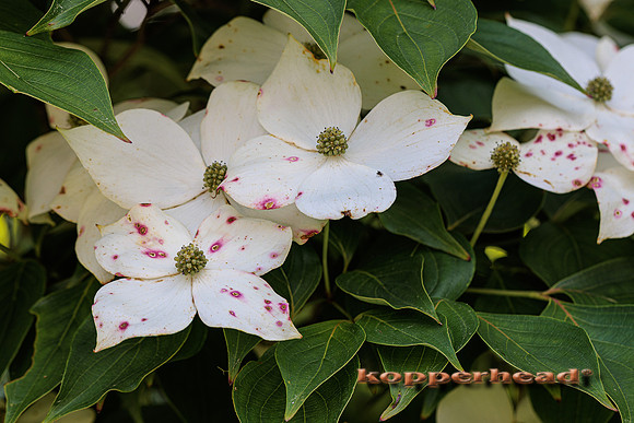 41999 06 2022 Kopperhead