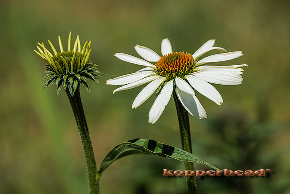 43250 06 2022 Kopperhead