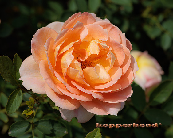 41955 06 2022 Kopperhead
