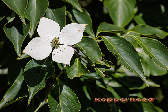 41989 06 2022 Kopperhead