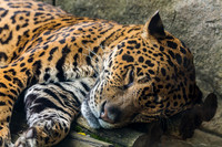 Akron Zoo May 2018