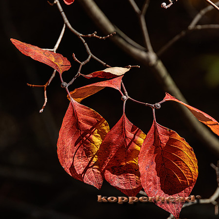 51438 10 2022 Kopperhead