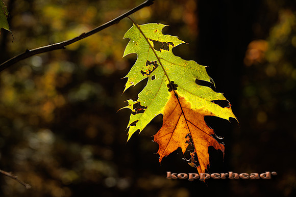 51436 10 2022 Kopperhead