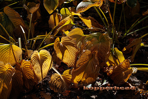 51420 10 2022 Kopperhead