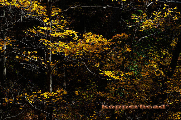 51427 10 2022 Kopperhead