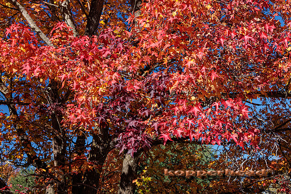 51636 10 2022 Kopperhead