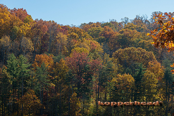 51651 10 2022 Kopperhead