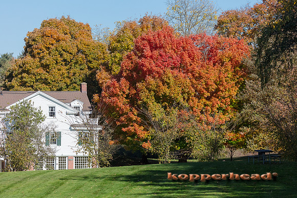 12991 10 2020 Kopperhead
