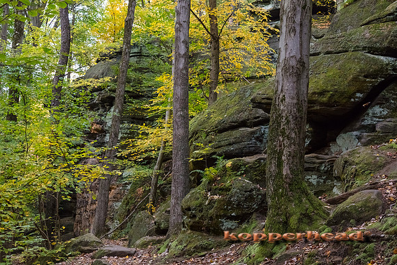 12225 10 2020 Kopperhead