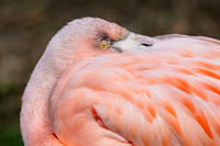 Akron Zoo April 2019