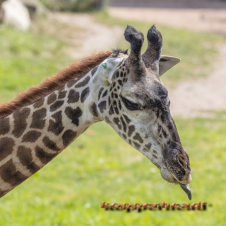 44813 09 2019 Kopperhead