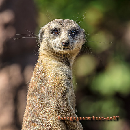 44724 09 2019 Kopperhead