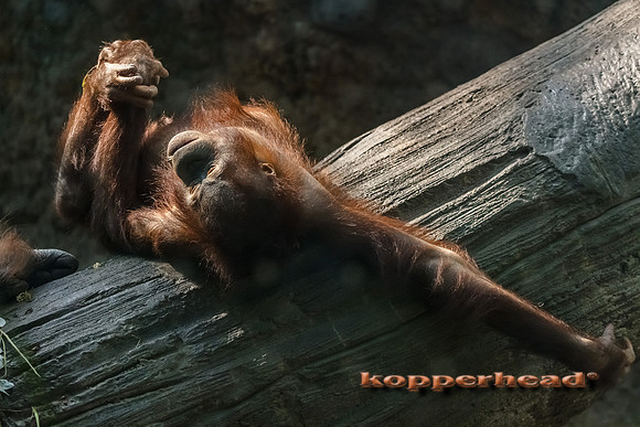 44927 09 2019 Kopperhead