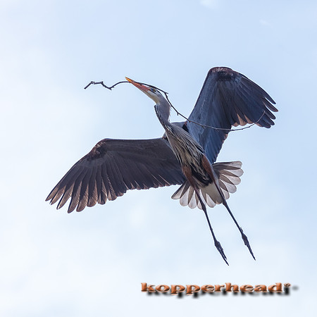 04165 03 2020 Kopperhead
