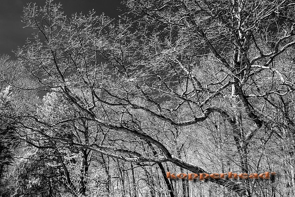 70347ir 03 2020 Kopperhead