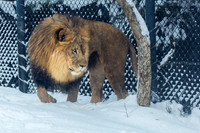 Akron Zoo January 2019