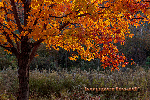 08482 10 2022 Kopperhead