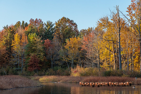 08490 10 2022 Kopperhead