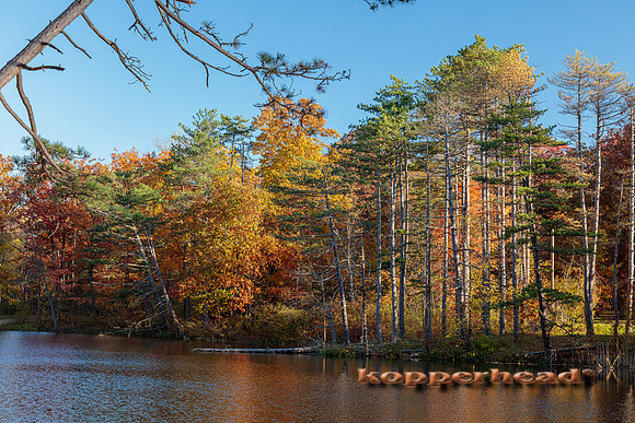 08523 10 2022 Kopperhead