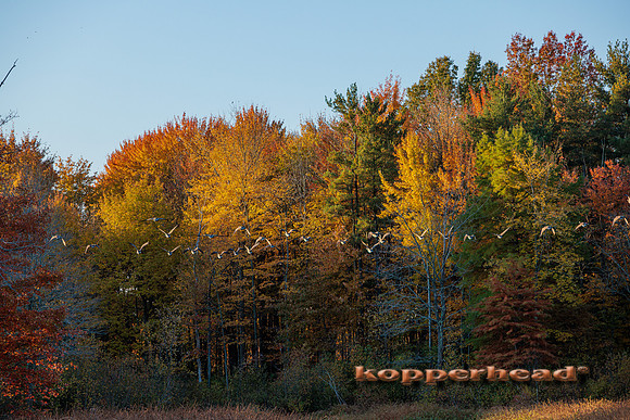 51362 10 2022 Kopperhead