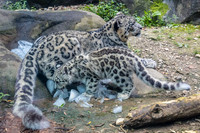 Akron Zoo Aug & Sept 2019